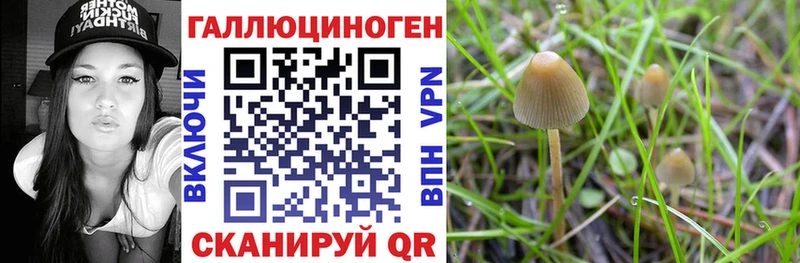 Псилоцибиновые грибы прущие грибы даркнет как зайти Зеленогорск даркнет сайт